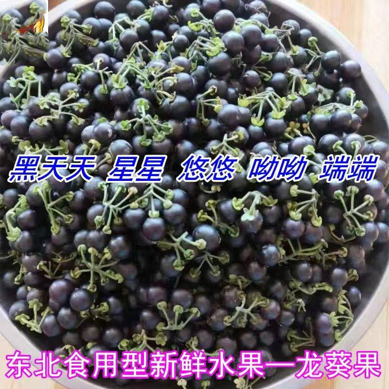 东北特产新鲜黑天天黑悠悠黑天星星黑呦呦250g食用水果龙葵果南方