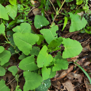 杠板归新鲜深山药材农家现采1000g 河白草蛇倒退蛇不过可宝宝泡澡
