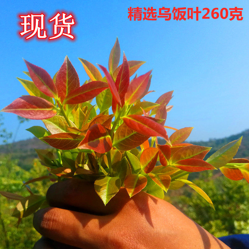 深山采摘精选野生新鲜乌饭叶南烛叶乌饭草制作乌米饭半斤250g包邮