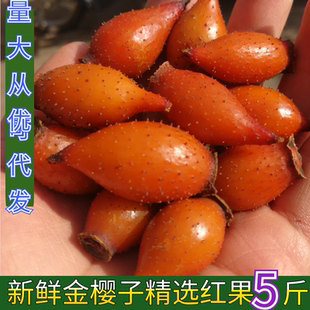 新鲜现摘野生金樱子男性泡酒材料中药材金英子肉成熟红果特级刺梨