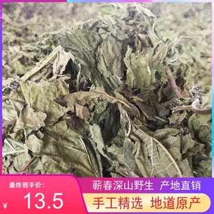 大别山新款桑叶选货老年秋霜干青中药材野生新鲜泡水喝茶散装500g