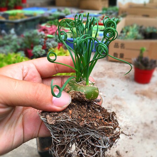 弹簧草多肉块根植物 细叶超卷 新手好养耐阴开花盆栽绿植 夏休眠