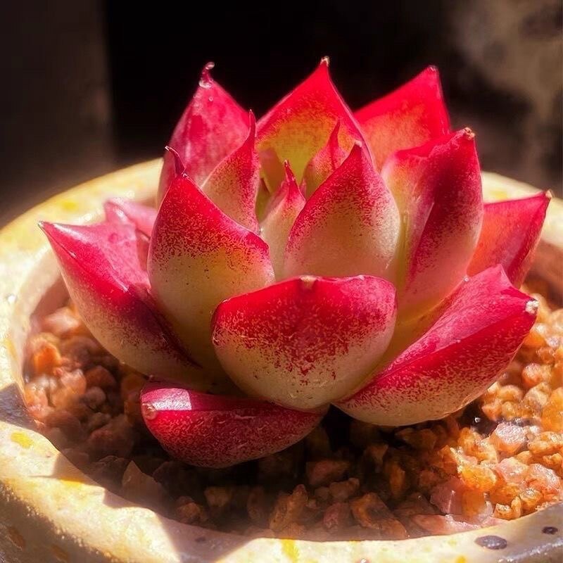 梦幻女王云南精控小萌肉 多肉植物室内云南直发室内稀有品种贵货