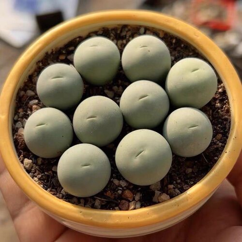 鸽子蛋球形裸根多肉植物番杏科肉锥花属翡翠玉绿植盆栽冬季容易养