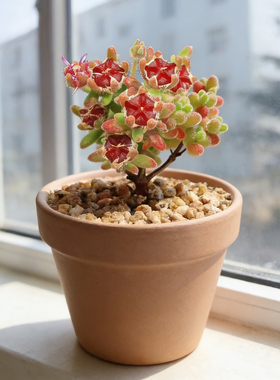 多肉植物红宝石枝干番杏糖球肉肉植物办公室桌面超萌花卉小盆栽