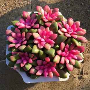 四季 粉色多肉植物吹雪之松锦多肉组合肉肉室内盆栽绿植花卉