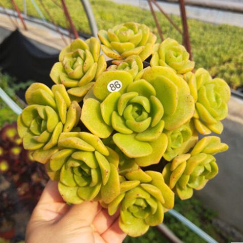 可以闻到香气多肉植物百合丽丽老桩百合莉莉手捧花多肉植物包邮