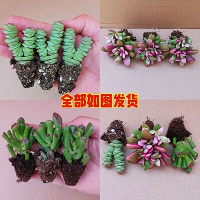 多肉植物 盆栽组合 吸财树 钱串 吹雪之松锦 新手套餐 室内好养活