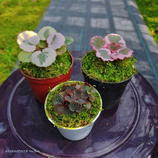 日本迷你 微型植物 姬虎耳 姬虎耳草 山野草盆栽微盆景 可室内养
