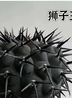 凤头狮子王稀有品种室内盆栽花卉开花仙人球多肉植物越晒越黑