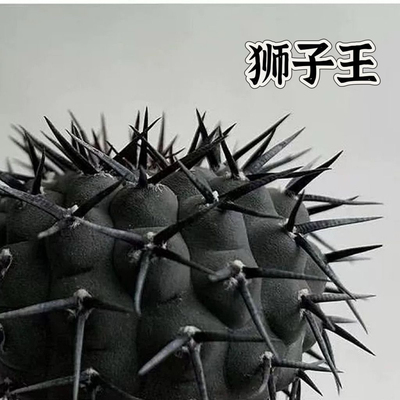 凤头狮子王稀有品种室内盆栽花卉开花仙人球多肉植物越晒越黑