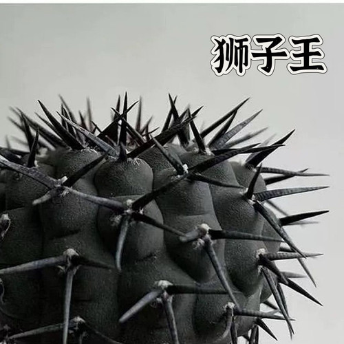 凤头狮子王稀有品种室内盆栽花卉开花仙人球多肉植物越晒越黑