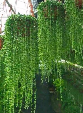 吊兰情人泪佛珠锦多肉植物垂吊花卉绿植盆栽大颗好养长藤仿佛晒