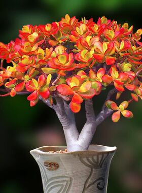 姬红花月红叶玉树老桩多肉植物群生多头超萌组合办公桌面