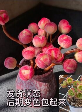 橄榄球玫瑰多肉植物超萌花卉绿植盆栽促销满包邮多多花房