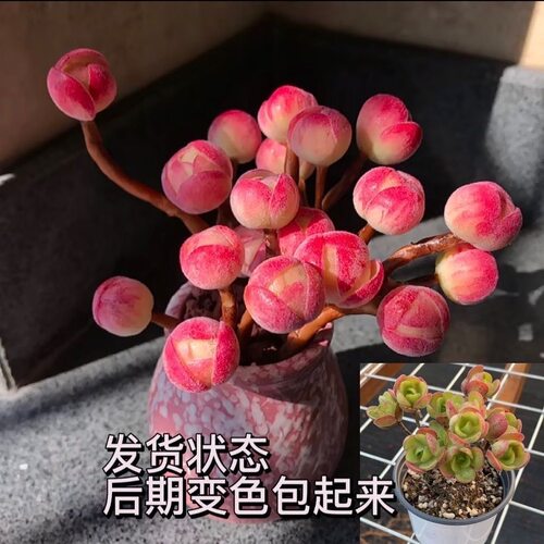 橄榄球玫瑰多肉植物超萌花卉绿植盆栽促销满包邮多多花房