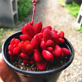 克拉夫多肉植物家庭多肉办公室多肉克拉夫多肉克拉夫植物多肉植物