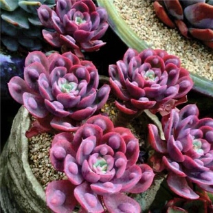 婴儿手指姬莲劳尔多肉植物紫罗兰香槟小老红衣罗琦蓝姬莲多肉植物