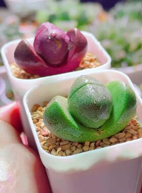 元宝绿帝玉生石花多肉植物盆栽新手好养番杏科肉肉办公室紫帝玉