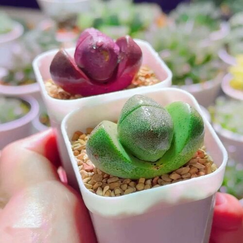 元宝绿帝玉生石花多肉植物盆栽新手好养番杏科肉肉办公室紫帝玉