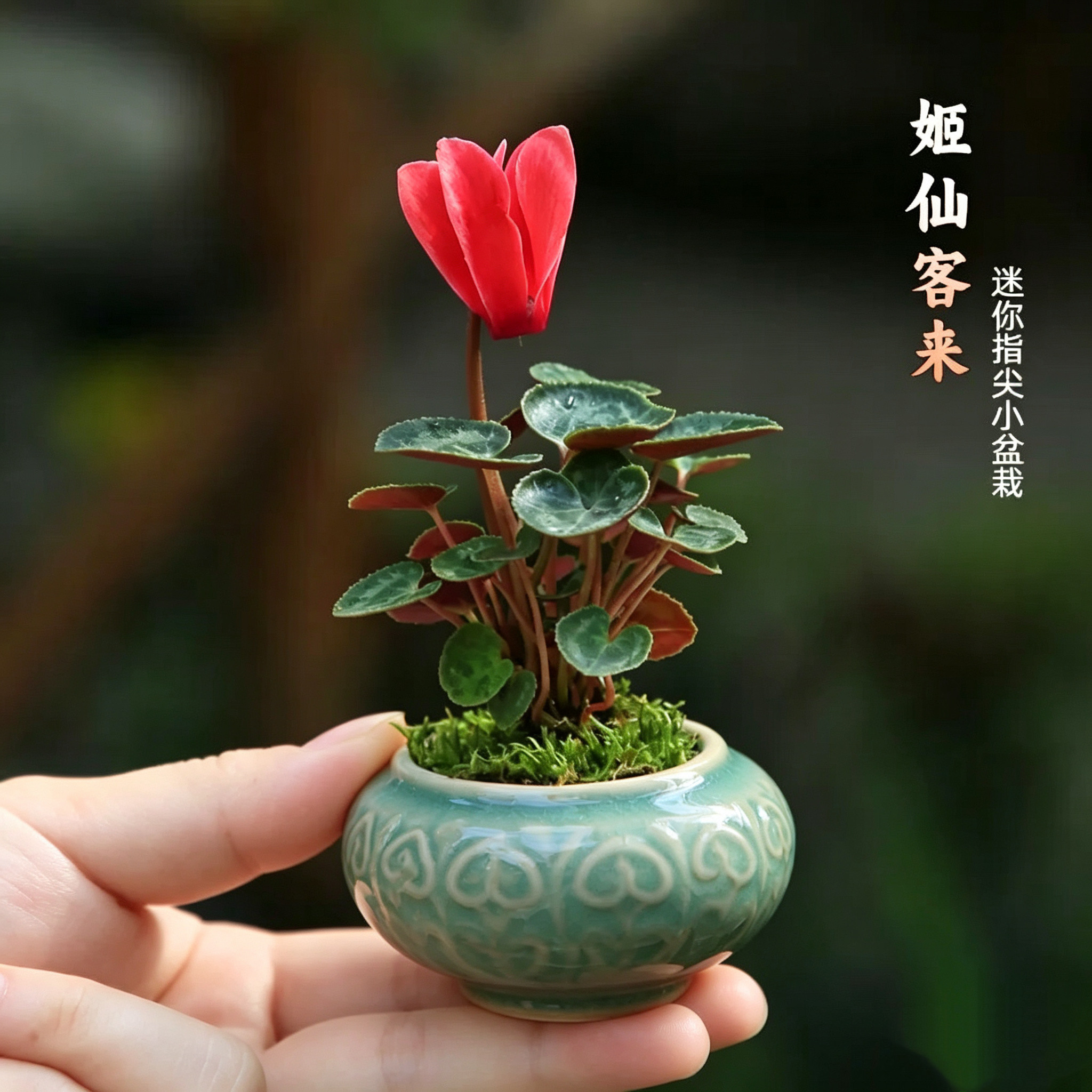 姬仙客来盆栽四季开花发货花苗大重瓣迎客花卉室内好观花植物小苗