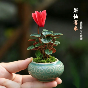 姬仙客来盆栽四季开花发货花苗大重瓣迎客花卉室内好观花植物小苗