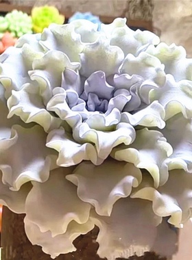 多肉植物饺子皮白饺子皮新款进口芭蕾舞者多肉稀有小贵货四季好养