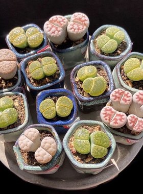 多肉植物双头生石花彩色贵货整盆拼盘新手好养开花室内盆栽屁股花