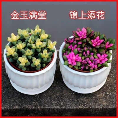 【金玉满堂】鹿角海棠锦多肉植物白松锦室内阳台聚财肉肉花卉盆栽