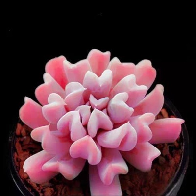 丘比特特玉莲多肉植物新品种精选高端非常好看带盆栽好发货