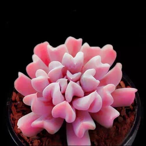 丘比特特玉莲多肉植物新品种精选高端非常好看带盆栽好发货