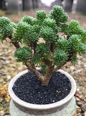 多肉植物球松小松绿迷你小型种宜组盆造景品相美根系壮