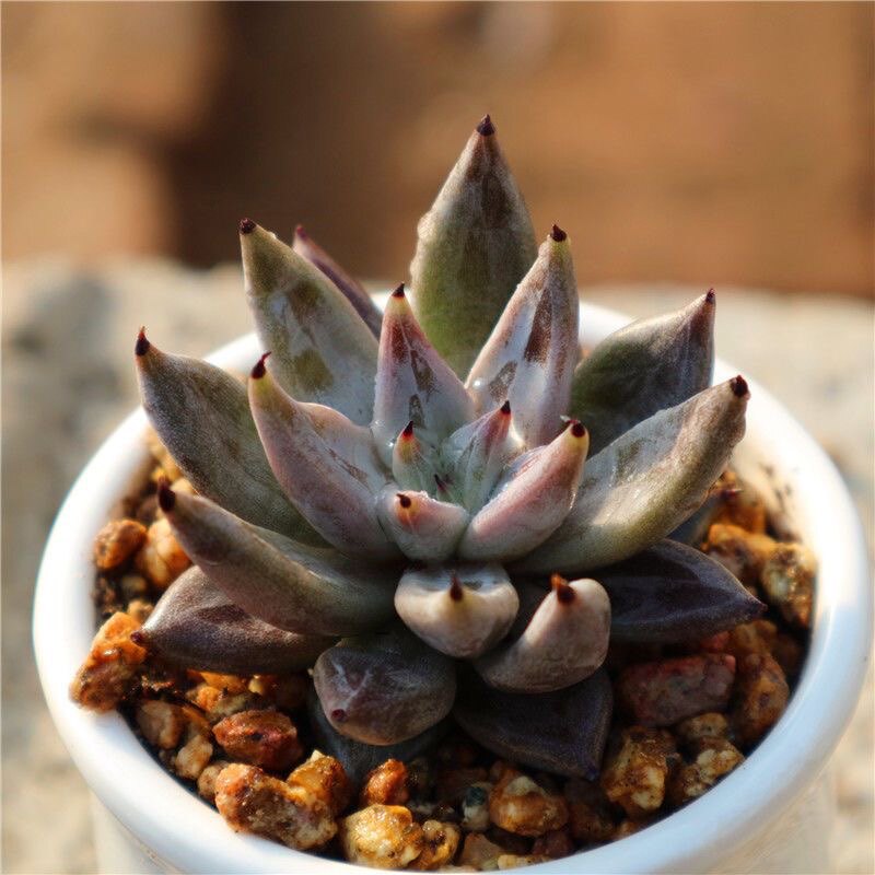 雪爪多肉植物盆栽组合肉肉新手植物办公室创意花卉绿植多肉
