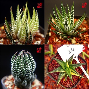 硬叶十二卷稿鹰爪白帝金城鼓笛锦怒涛龙爪多肉植物组合花卉小盆栽