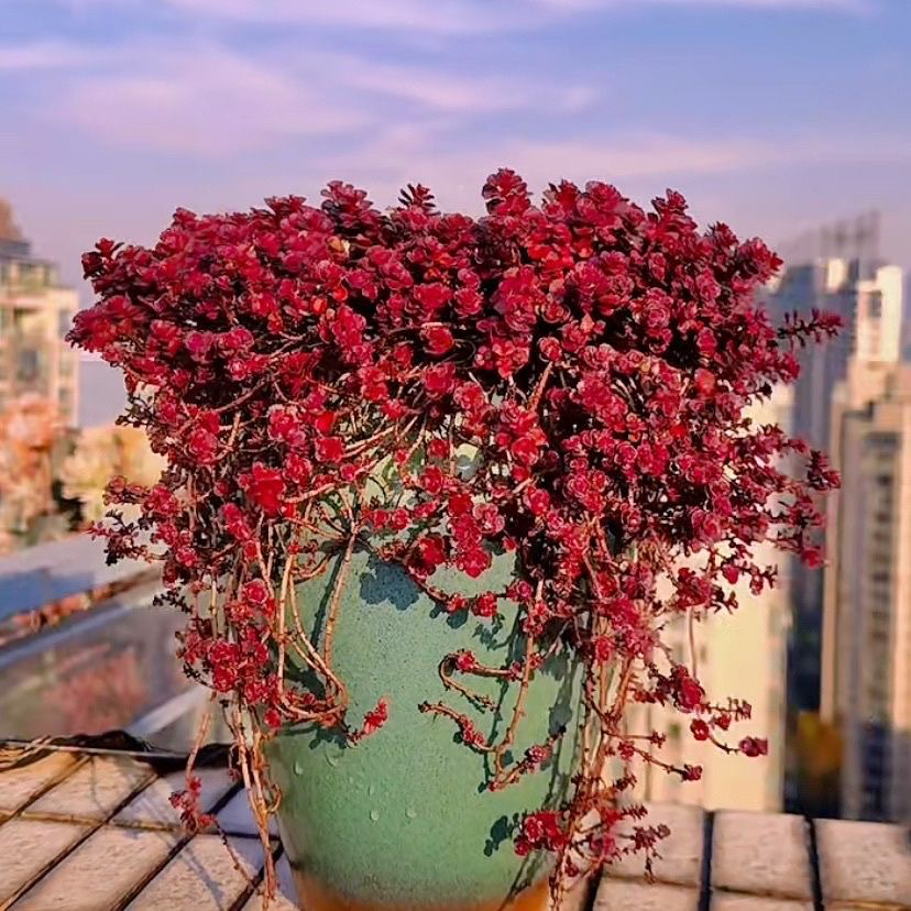 多肉植物大株老桩小球玫瑰龙血景天小球玫瑰锦度夏爆盆肉肉盆栽花