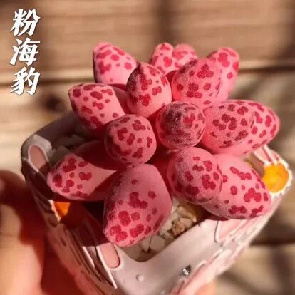 海豹多肉水泡紫肌海豹爱心水泡梅花鹿水泡室内办公桌面盆栽