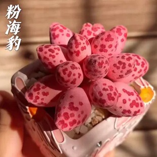 海豹多肉水泡紫肌海豹爱心水泡梅花鹿水泡室内办公桌面盆栽