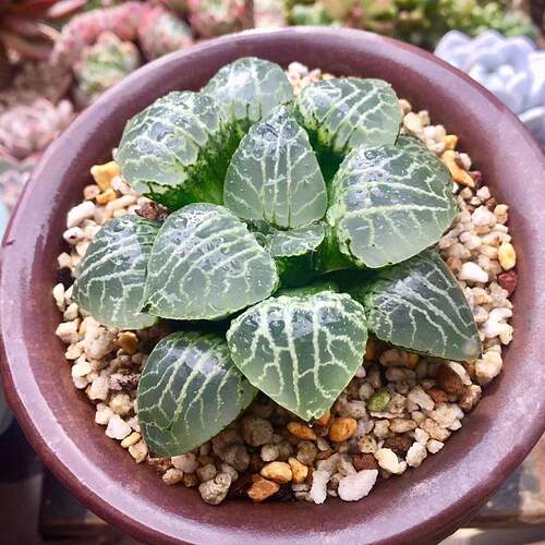 水晶寿多肉价格 水晶寿多肉图片 星期三