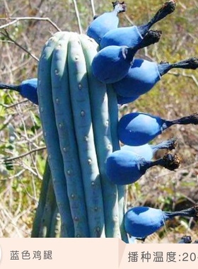 蓝棱柱毛柱属8-10cm沙漠植物蓝色仙人柱多肉植物室内花卉仙人球