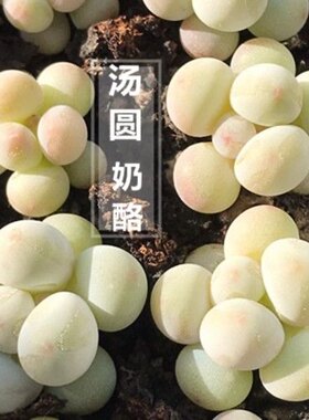 韩版手指奶酪汤圆多肉植物盆栽糖豆迷你超萌办公桌肉肉花卉