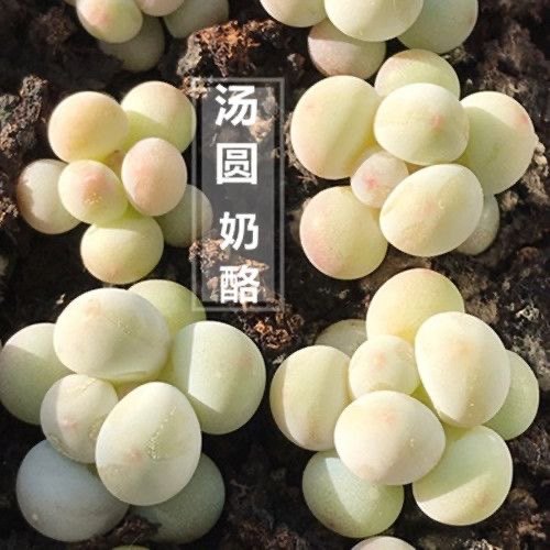 韩版手指奶酪汤圆多肉植物盆栽糖豆迷你超萌办公桌肉肉花卉