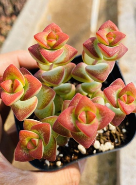 红色钱串爱心多肉植物半球心乙女状态好办公室阳台肉肉植物