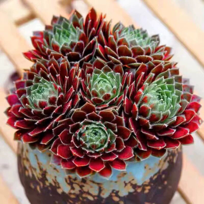 紫牡丹多肉植物组合盆栽超萌肉肉花卉奇趣办公室盆栽论斤卖