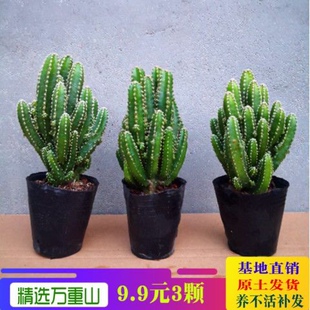 特价多肉植物仙人球金虎金冠万重山盆栽绿植花卉净化空气室内包邮
