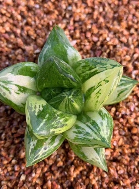 多肉植物玉露肉肉十二卷硬叶宝草锦懒人花卉盆栽绿植