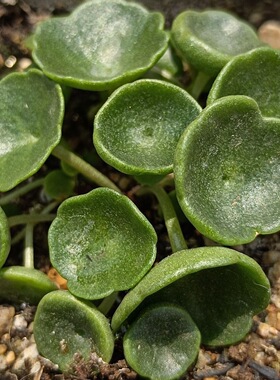 玉杯小酒杯小雨伞肚脐景天稀有青锁龙属进口块根网红多肉植物