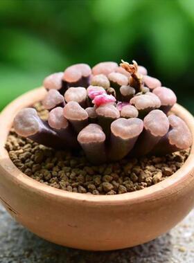 多肉光玉植物磨砂感番杏科光玉属FRITHIApulchra实生成株开花株