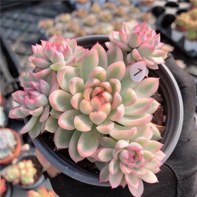 自然锦进口小萌宠稀有多肉植物女雏锦基地一手货源价格优惠免服盆