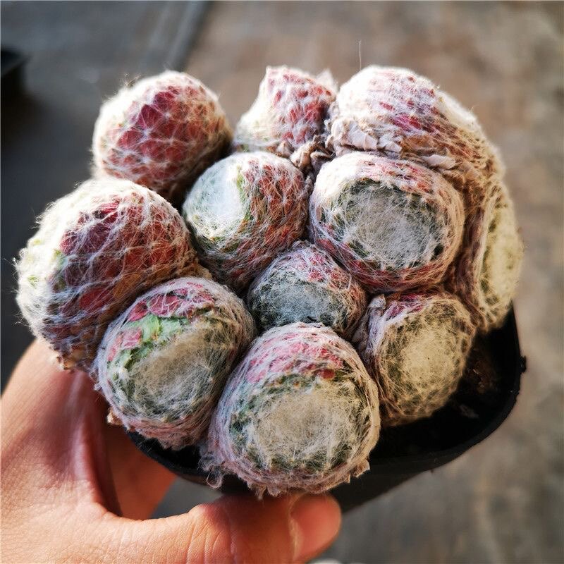 多肉植物【拉丝卷娟】蛛丝卷品相好迷你奇趣植物多肉盆栽
