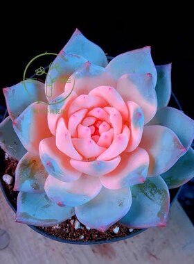 墨西哥粉色蓝鸟锦肉植物办公室桌面阳台组合肉肉高端花卉盆栽绿植
